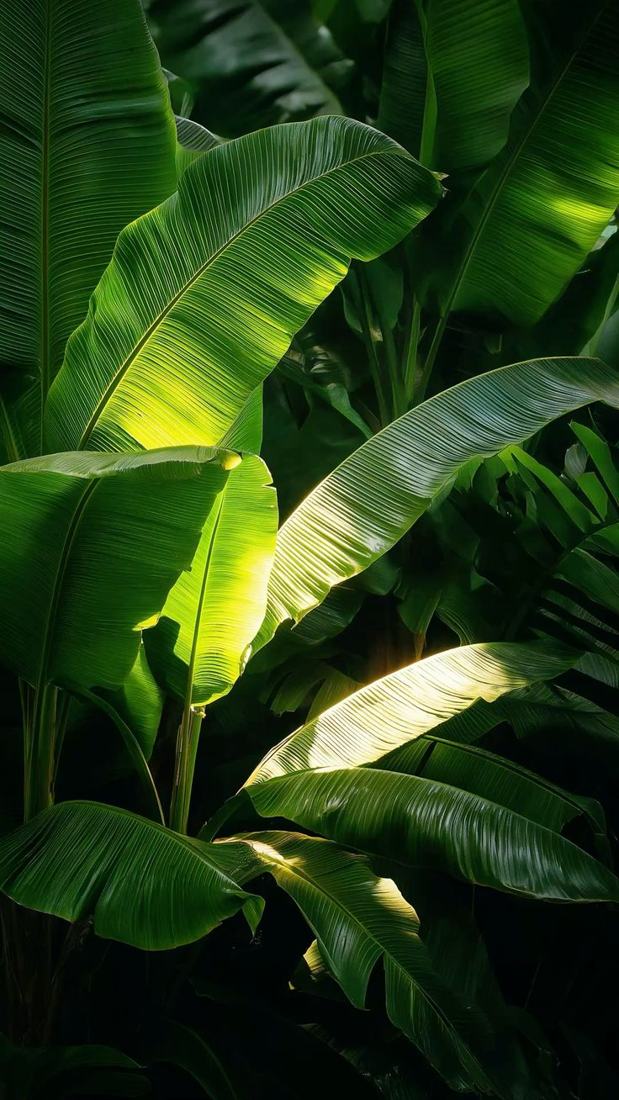 Folhas de bananeira